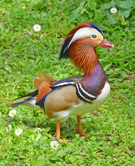 mandarin duck 