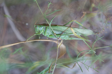 The female green grasshopper in the forest