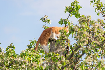 Кот на скворечнике. Кот охотится на скворцов