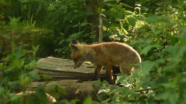 junger Fuchs Rotfuchs Junge im Wald - joung red fox kit in forest 