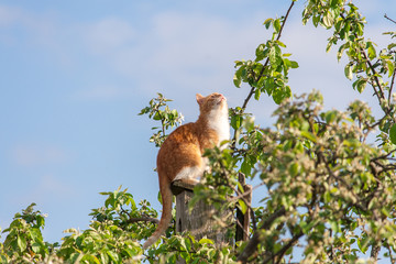 Кот на скворечнике. Кот охотится на скворцов