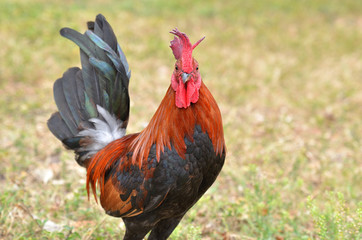 Gockel