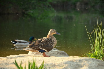 Two ducks. One on the rock and the second in the water of the lake. Nture park. Sunny evening. Spring and summer. 