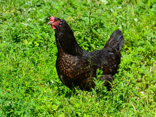 Chicken
