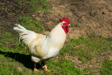 Rooster