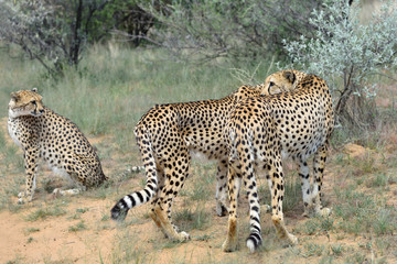 Africa. Namibia. Cheetahs