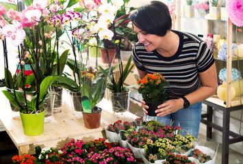 Woman florist fixing a kalanchoe calandiva flower