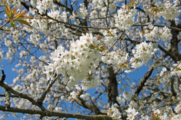 Blühende Süßkirschen, Prunus avium