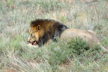 Lion, Namibia, Africa