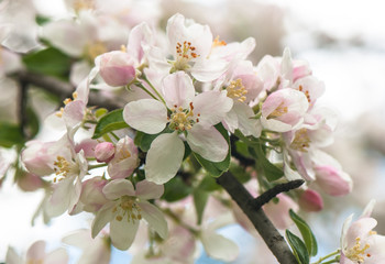 Obraz premium blooming pear tree branch