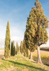 The beautiful countryside of Lucignano in Tuscany