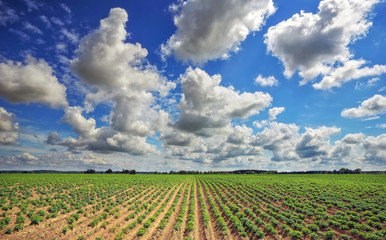Beautiful landscape with field of potatos and cloudy blue sky.