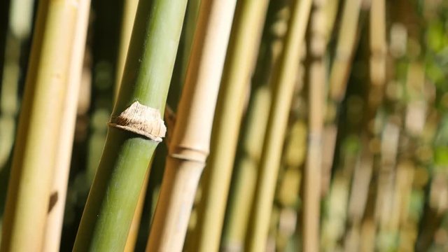 Poaceae family bamboo plant stalks swinging on the wind 4K 3840X2160 30fps UltraHD video - Bambusoideae forest with a lot of young green plants 4K 2160p UHD footage 