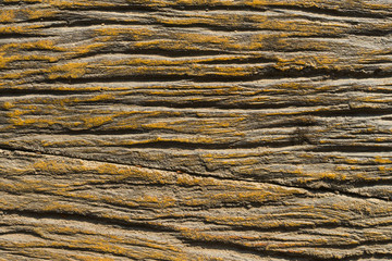 wood texture background