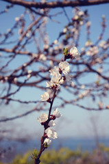 One branch with white flowers