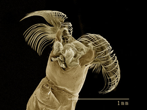 Feeding fans of Black fly, Simuliidae SEM