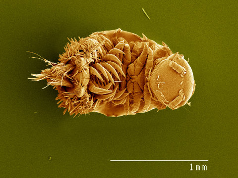  Polyxenus sp. millipede, Diplopoda SEM