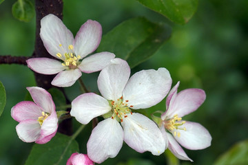 apple flower