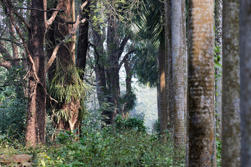 Dry leaves and trees, moody winter tree roots backlground