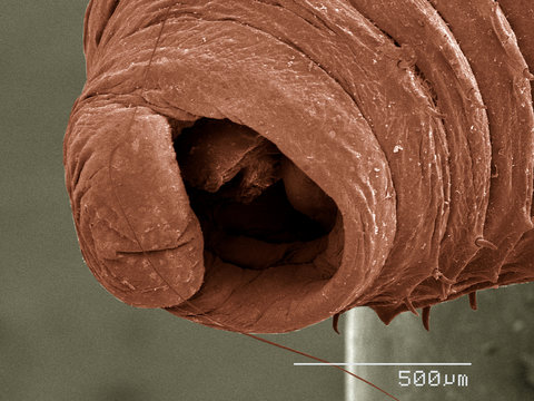 Mouth of Oligochaete worm SEM