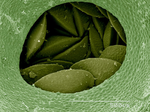 Gemma cup of Liverwort SEM