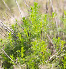 young green sprouts on the dry grass
