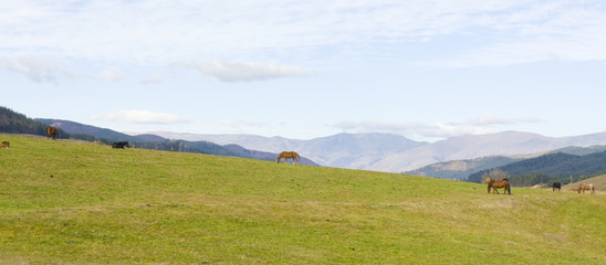Horses in hills