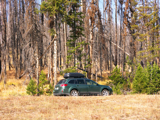 Road Trip-Yellowstone National Park- An SUV parked below towering trees in Yellowstone.