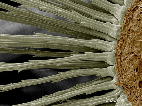 Base of Dandelion seeds SEM