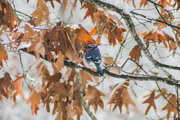 Blue Jay in the snow.(2)