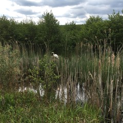 Schwan in der Brutzeit