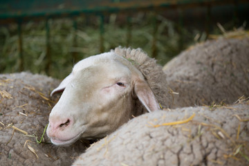 Sheep in pen