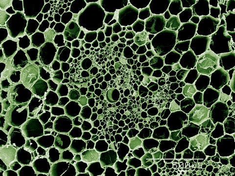 Cross section of stem of Peruvian Lily SEM