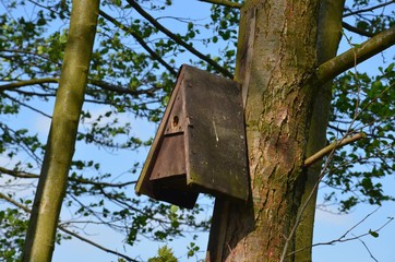 Nistkasten im Frühling am Baum