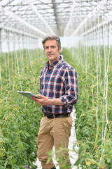 Farmer in greenhouse checking tomato plants