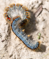 caterpillar on the ground in the nature close-up