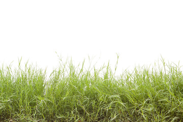 Green grass isolated on white background.