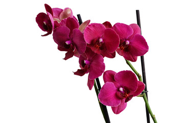 Naklejka na ściany i meble Orchid, Phalaenopsis