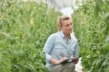 Naklejka na ściany i meble Woman in greenhouse checking tomato plants