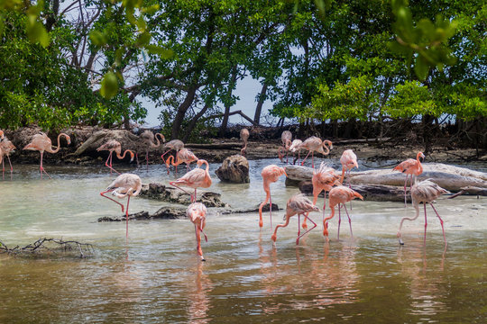 Fototapeta Flamingos on Palma island of San Bernardo archipelago, Colombia