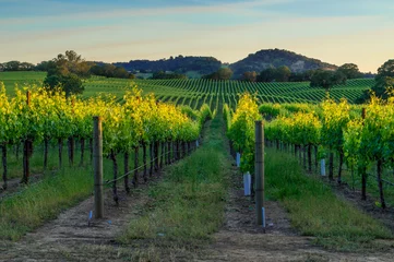 Fototapete Weingarten Sonnenuntergang in den Weinbergen von Sonoma