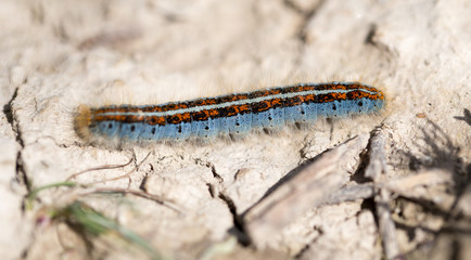 caterpillar on the ground in the nature close-up