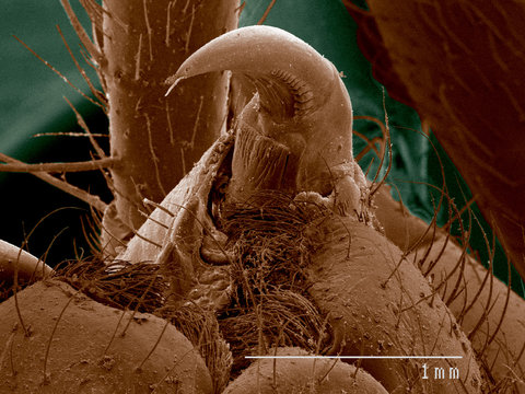 Fangs of Orb Weaver spider, Araneus sp SEM