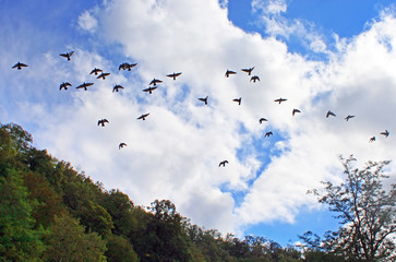 Pigeons are flying in the blue sky