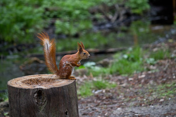 red squirrel sitting on a tree stump, closeup