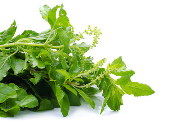 Holy basil or tulsi leaves isolated over white background
