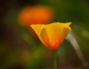 Fototapeta premium Eschscholzia californica isolated