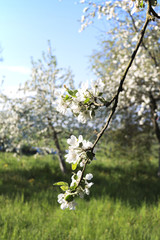  The element of revival. Sprig of flowering apple trees on white petals background Spring background blur.