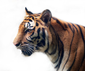 Tiger / Portrait of tiger on white background. Focus on eye.