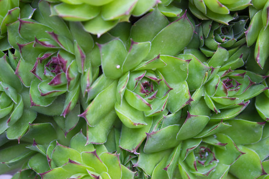 Houseleek